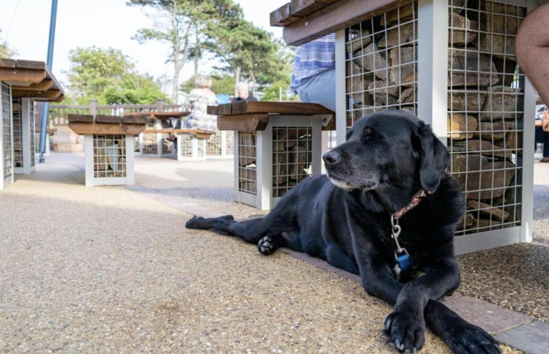 Newquay Bay Resort Sandy Toes - Pet Friendly Exterior photo